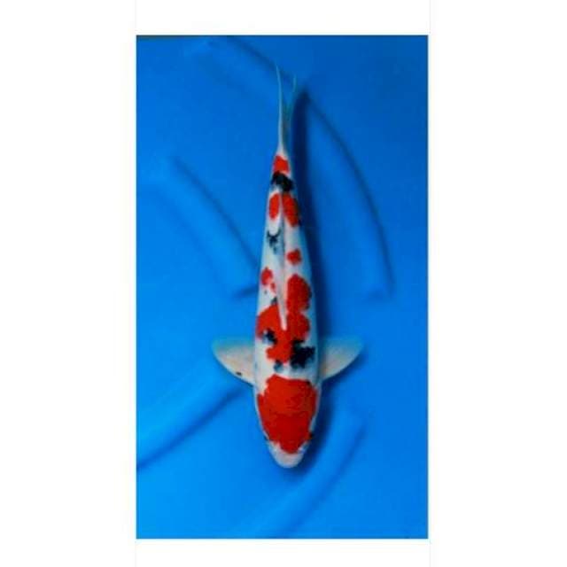 Super taiso sanke 40cm male