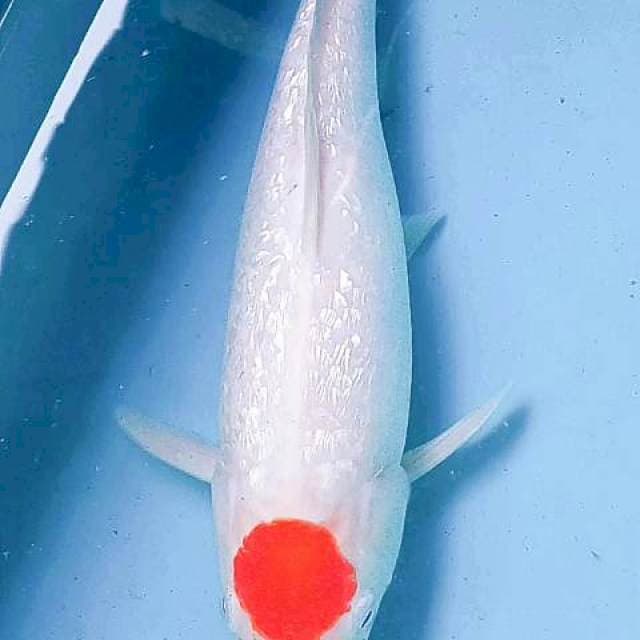 Juozzz ginrin lipstik asli 29cm