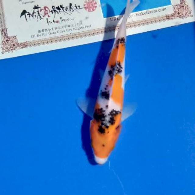 Showa isa farm import new tosai