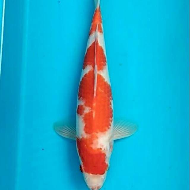 Adeo - Original kohaku pattern asik 27+
