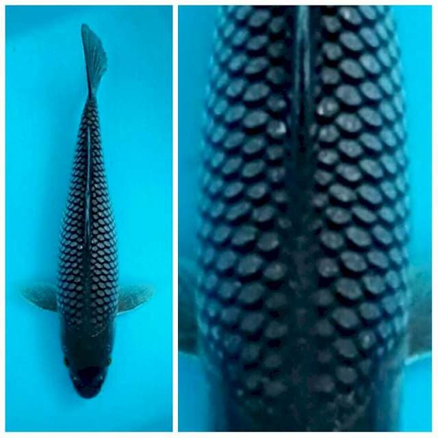 Sora - Perfect netting soragoi jaring istimewa 29cm