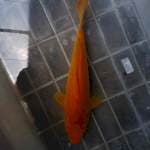 Karasi hot body. 28cm up