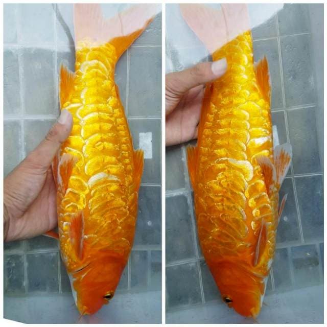Aragoke beni 38cm