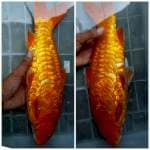 Aragoke beni 38cm
