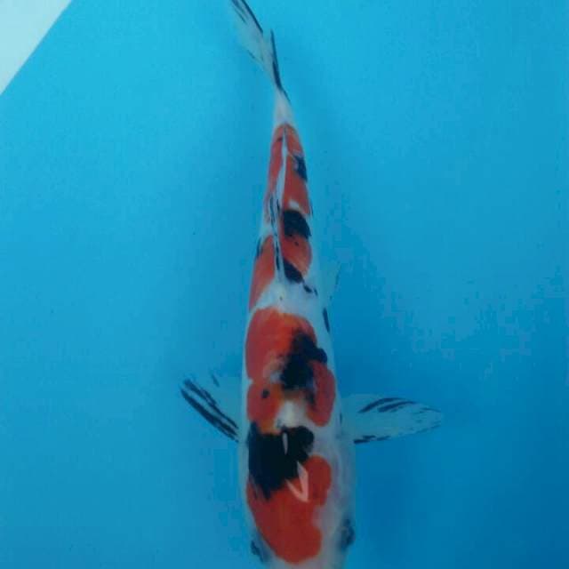 Sanke doit 20 cm