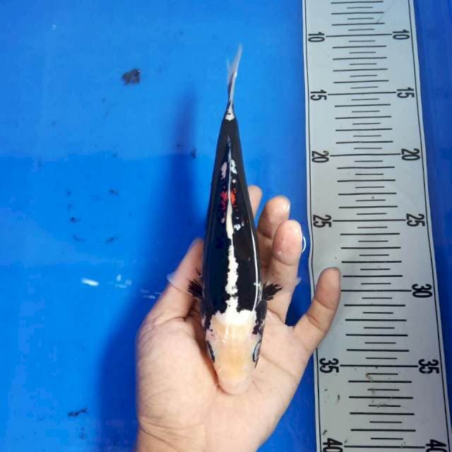 Kumonryu size 20 cm
