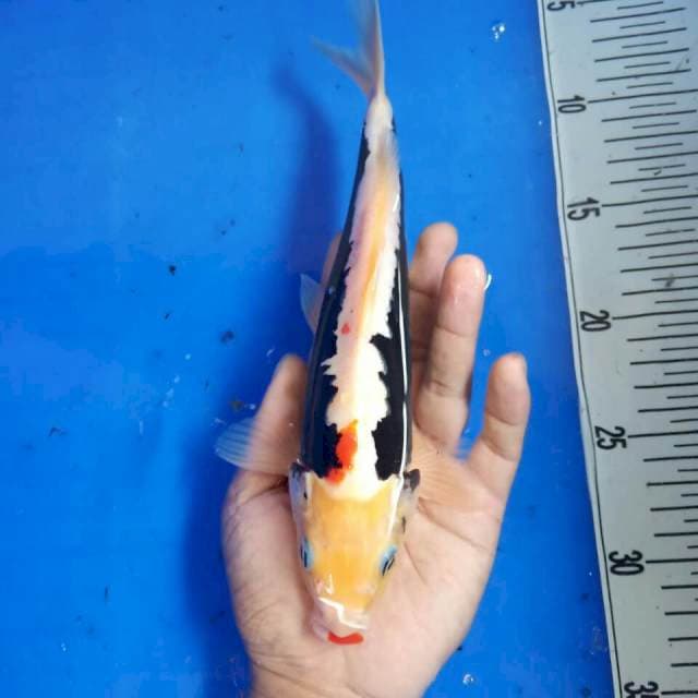 Kumonryu size 25 cm