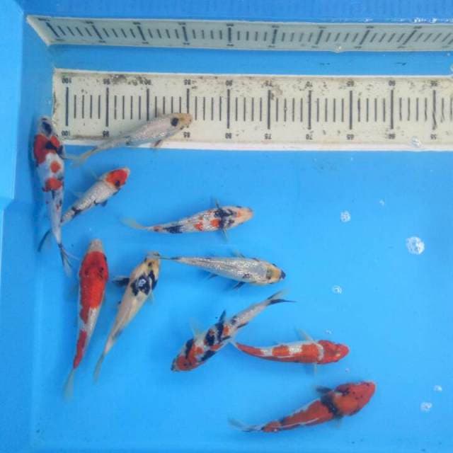 f1 dainichi
