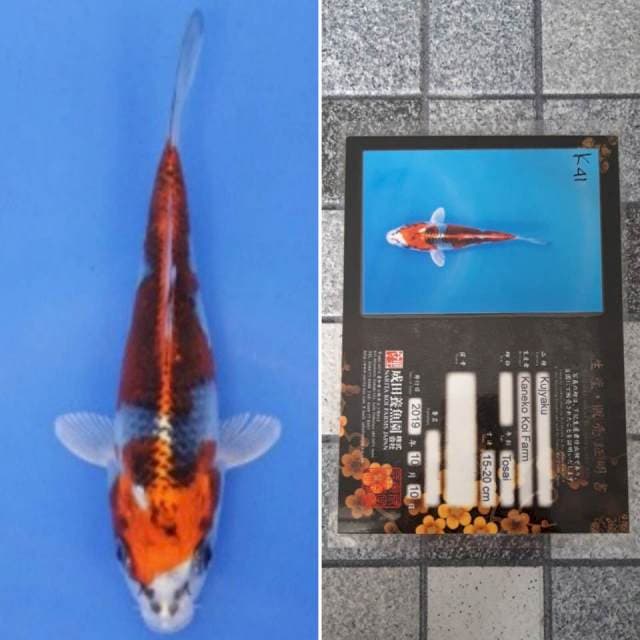 Kaneko kujaku 18cm serti
