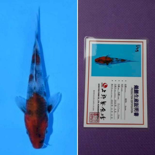 Ueno showa 14cm serti