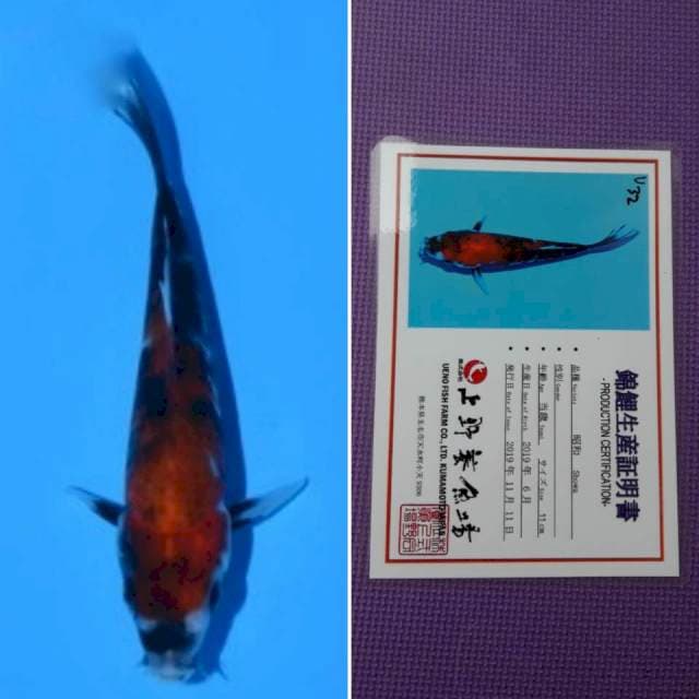 Ueno showa 12cm serti