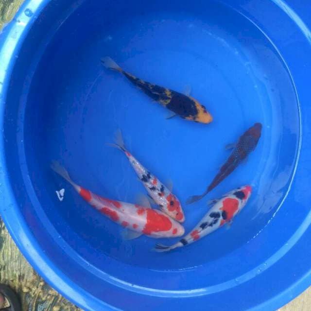 Sk ociba vs ki utshuri