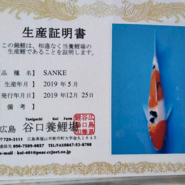 Sanke import Taniguchi