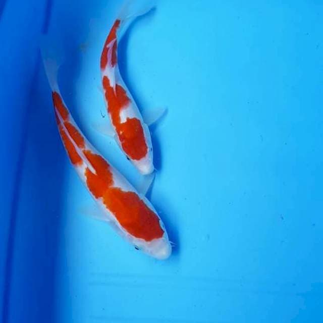 KOHAKU 22&26 CM