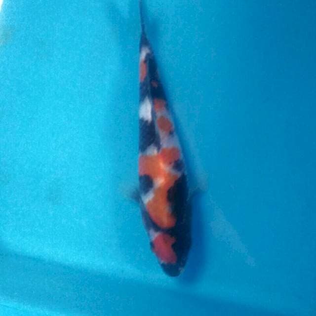 Showa finish, 15 cm