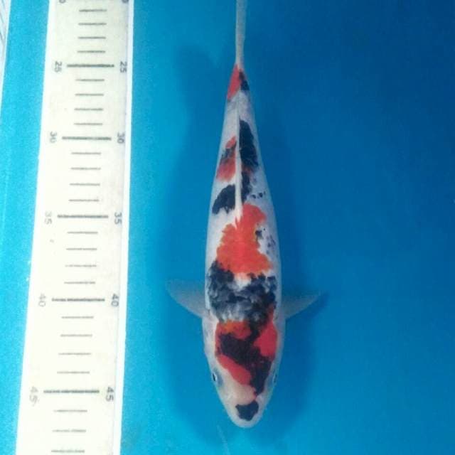 Showa, 25 cm