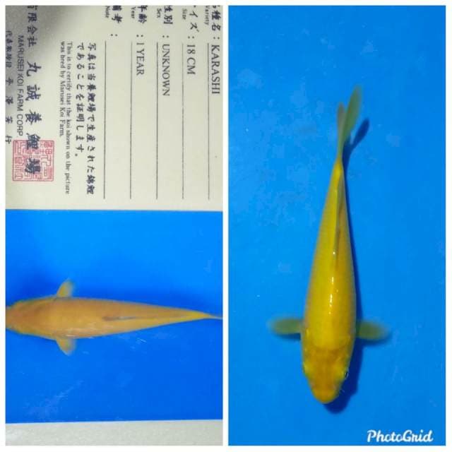 Karashi import body joss marusei farm