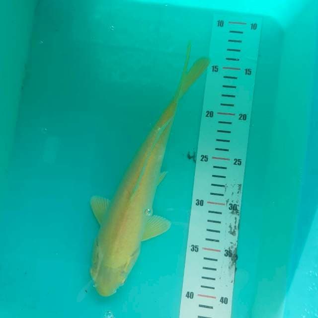 Karasi kuning mulus