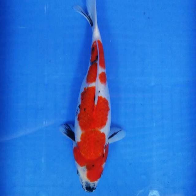 Sowa tategoi