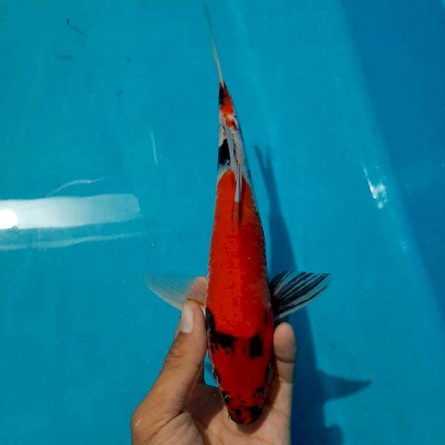 Showa red strong 25cm