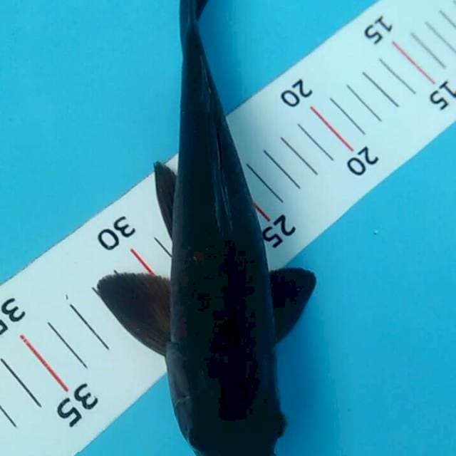 22 cm karasu sleyer