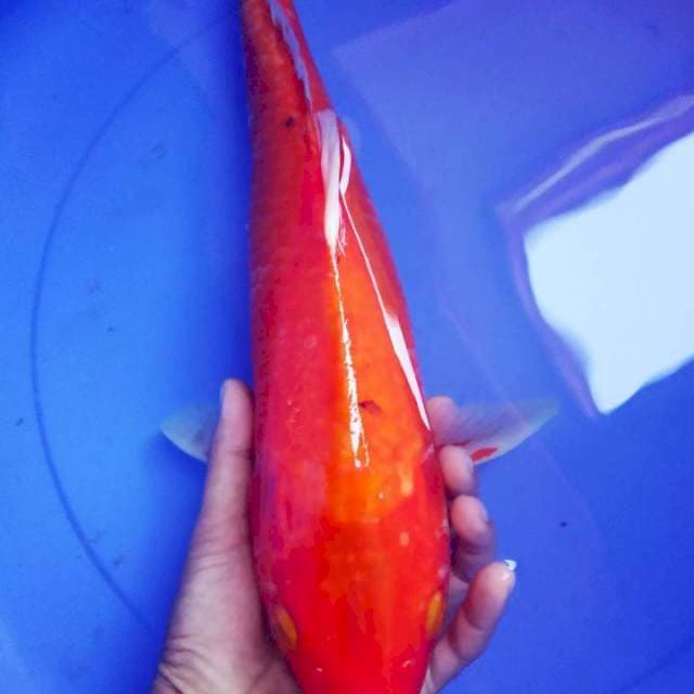 Orenji 43cm