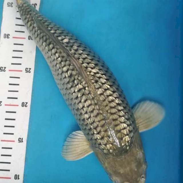 Soragoi ginrin bulky 38 cm