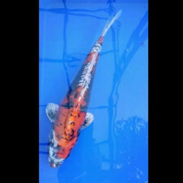 Antik 35 CM