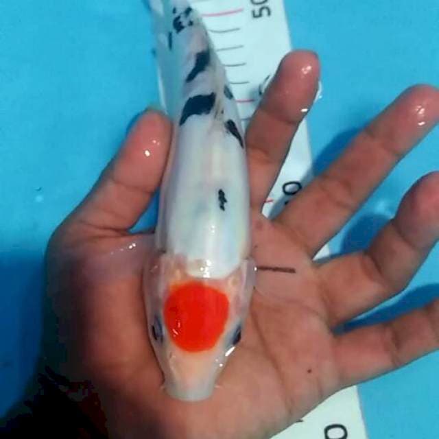 Tanco sanke doit murni 25 cm