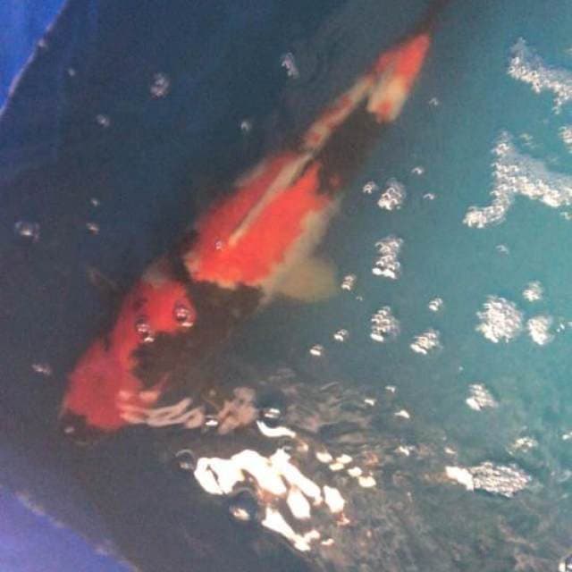 Showa 60BU Male