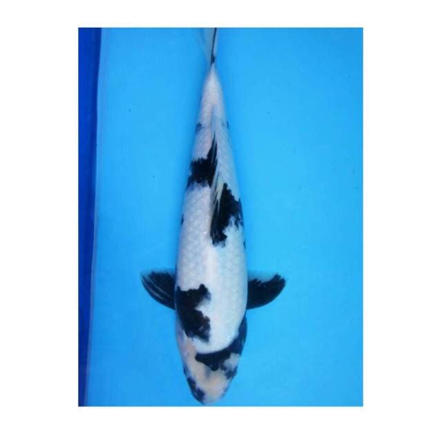 30cm-HUKAGE SINJEN - SHIRO UTSURI
