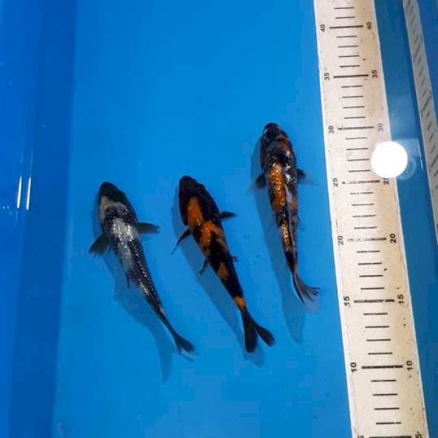 TRIO BERLIAN TUMPAH 15 CM