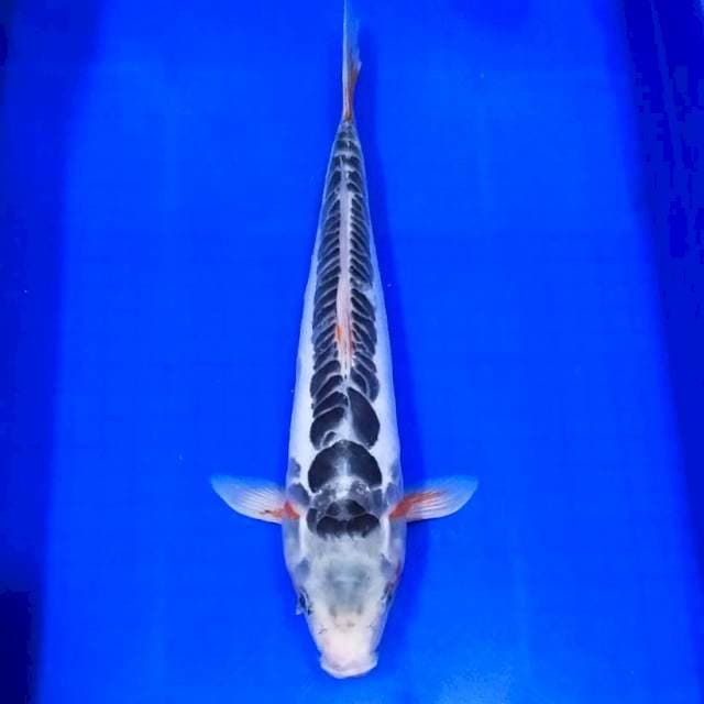 Shusui ring jozz 40cm