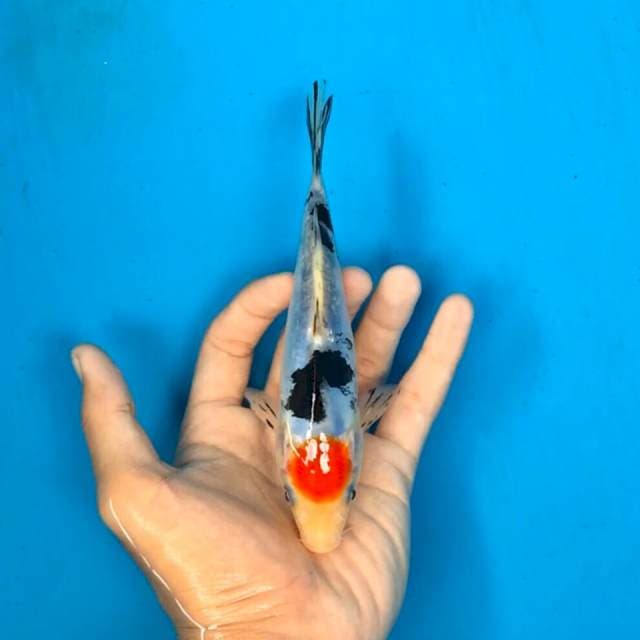 Tancho showa prospek 16cm