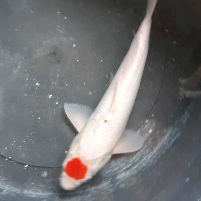 Tancho hoki....juragan