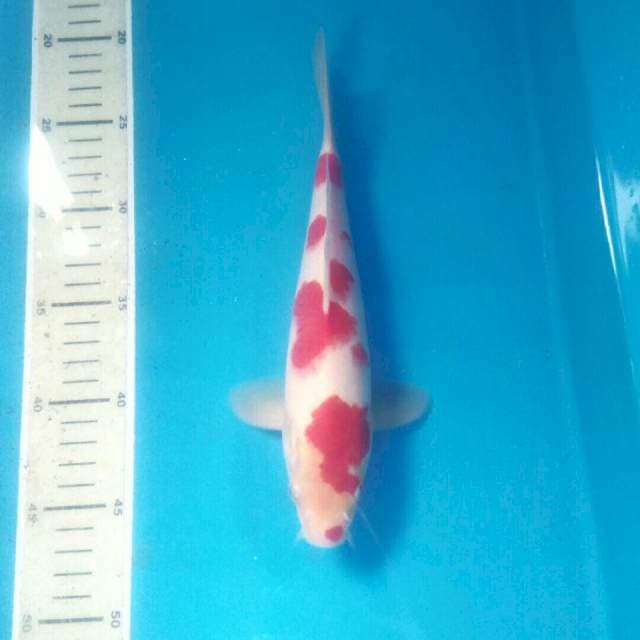 Kohaku, male 25 cm