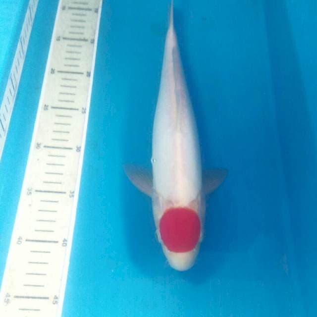 Tancho Kohaku Doit Murni, male 35 cm
