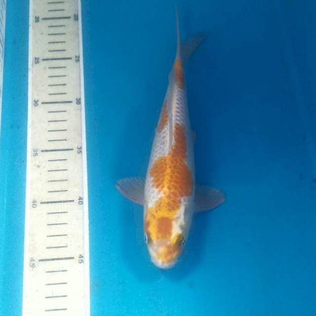 Hariwake, male 25 cm