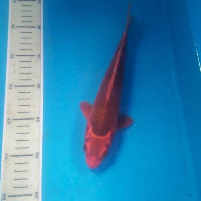 Aka Matsuba, male 26 cm