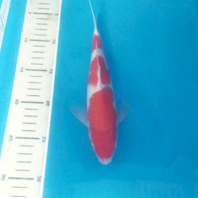 Kohaku, 24 cm