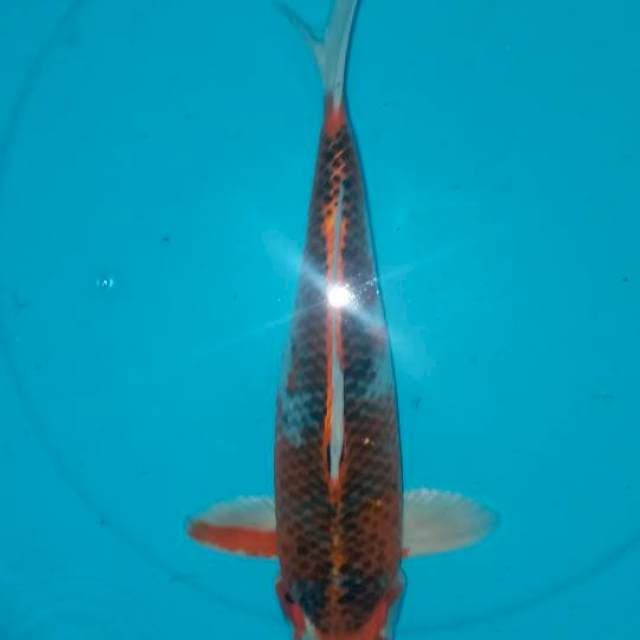 Kujaku