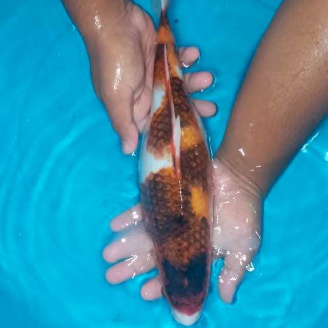 Goromo