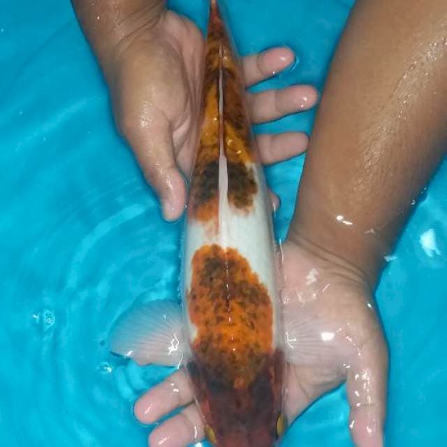 Goromo