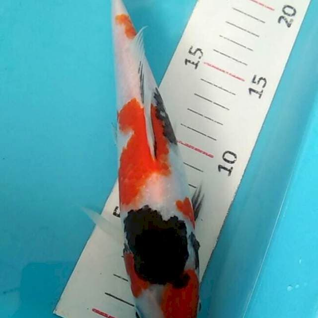22 cm showa