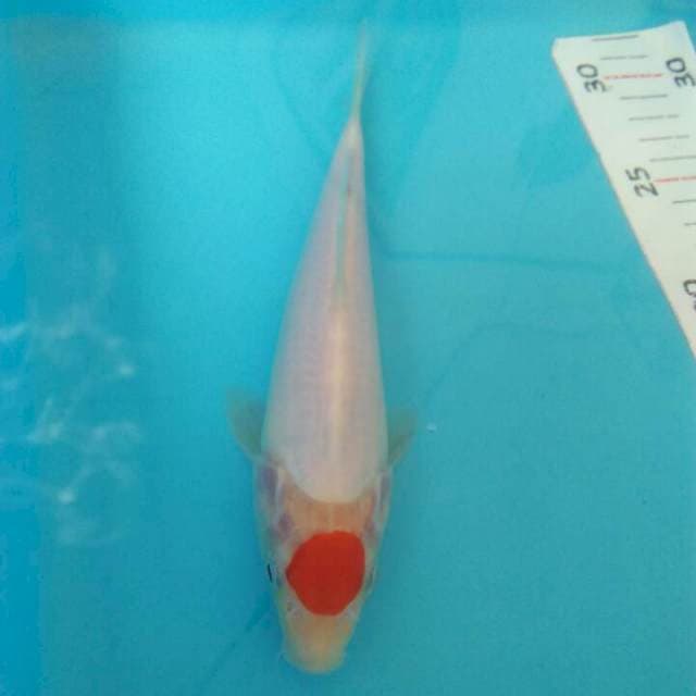 Tanco 18 cm orijinal
