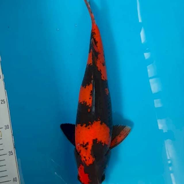 Utsuri 40cm strong