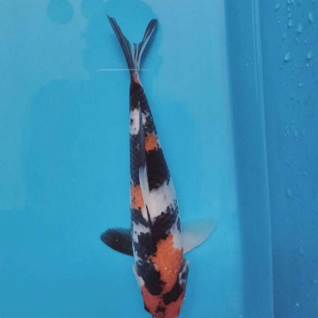 Showa 28 M
