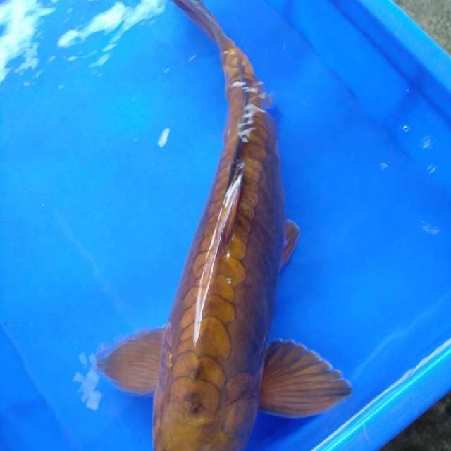 Water dragon 54cm
