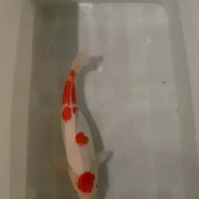Kohaku calon Indukan juooss 