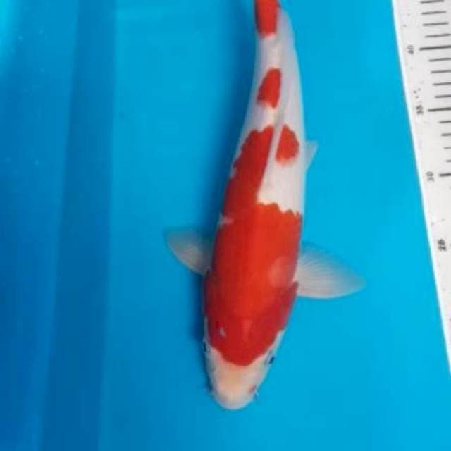 Kohaku1